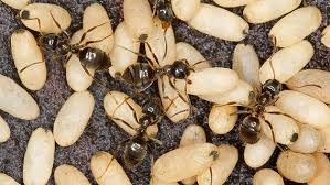 Bringen sie dieses mittel in der nähe des ameisennests aus. Ameisen Mit Hausmitteln Vertreiben Statt Bekampfen Ndr De Ratgeber