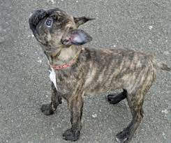 Black french bulldog boston terrier mix. Lola The Boston Terrier Mix Brindle Boston Terrier Boston Terrier Pug Boston Terrier Dog