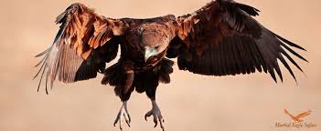 It is a powerful bird of prey and the largest eagle in south africa. Martial Eagle Safari Home Facebook