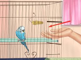 Bird Bath For Budgie Cage How To Teach Your Parakeet To Love You Parakeet Toys Baby Parakeets Pet Bird Cage