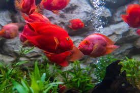 The parent species are unconfirmed, but speculation suggests midas (amphilophus citrinellus) and redhead (paraneetroplus synspilus) cichlids. Blood Parrot Cichlid Care Guide Tank Setup Mates Diet