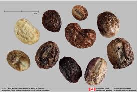 Image result for Galium