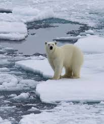 10 Things That Will Change When Rhinos Go Extinct May 1 2018 Global Warming Of Course Increased Carbon Polar Ice Caps Melting Polar Bear Polar Ice Cap