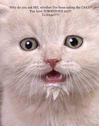 Your Question Deeply Distressed Me Cats Cat Breeds Kittens