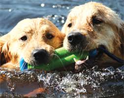 Gifts In Memory Honor Of Golden Retriever Rescue