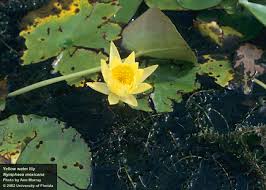 Image result for Nymphaea cf. mexicana