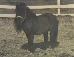 Falabella horses originated in argentina and started the breeding program by petric newtall in the year of 1868. Mini Acres Farm Historical Reference Falabella And American Mini Horses In Brooksville Fl