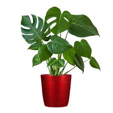 Plant Care 101 Monstera Plant Brighterblooms Com