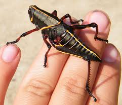 The eastern lubber grasshopper can be found in the southeastern and south central parts of the united states, including florida. Eastern Lubber Grasshopper What S That Bug