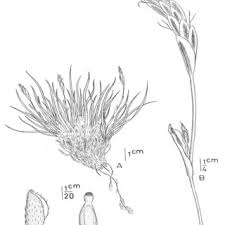 Image result for Asterochaete angustissima