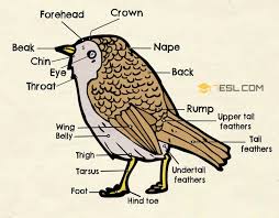 Different Parts Of A Bird In English Bird Anatomy 7 E S L