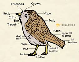 different parts of a bird in english bird anatomy 7 e s l