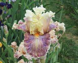 Bloom Photo Of Tall Bearded Iris Iris Read Between The Lines Uploaded To Garden Org By Kentpfeiffer Is It Weir Iris Flowers Unusual Flowers Pretty Flowers