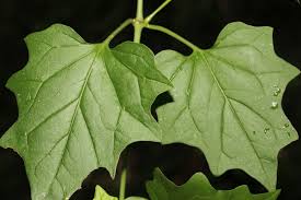 Image result for Commicarpus