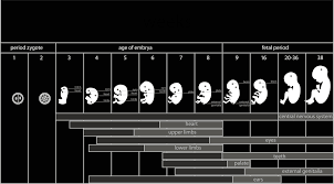 Fetal Development American Pregnancy Association