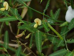 Image result for Aeschynomene leptophylla