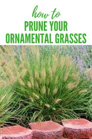 Time To Trim Ornamental Grasses Ornamental Grasses Garden Shrubs Grass