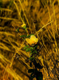 Image result for Sida dregei