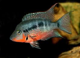 Pin On Central American Cichlids