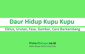 Setelah berhasil keluar dari dalam kepompong dengan cara yang sangat mengagumkan. Daur Hidup Kupu Kupu Siklus Urutan Gambar Cara Berkembang