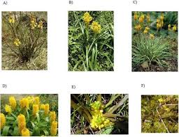 Image result for Bulbine asphodeloides