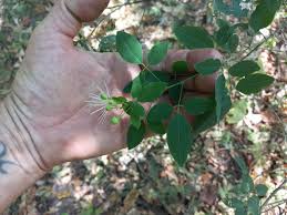 Image result for Maerua aethiopica