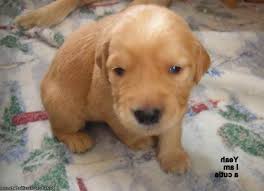 Presidents it has produced and its loyal college football fans. Golden Retriever Puppies For Sale Under 500 Dollars Petsidi