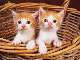 Kediler Neden Guruldar Kediler Neden Aglar Kediler Neden Kuyruk Sallar Kediler Neden Yalar Kediler Ne Baby Animals Cute Cats And Kittens Kittens Cutest