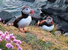 Puffins Orkney Islands Orkney Islands Shetland Islands Scotland