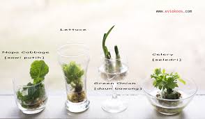 Potong bunga dan daun yang layu atau tangkai yang rusak agar. Menanam Dari Sampah Dapur Rek Ayo Rek