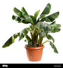 Image result for Musa sp. (Ornamental bananas)