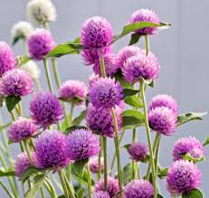 Image result for Gomphrena globosa