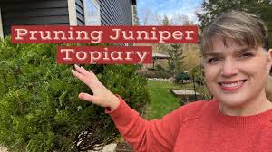 Pruning Juniper Topiary