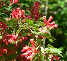 Image result for Cestrum elegans
