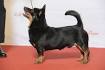 Lancashire Heeler Puppies for Sale from Reputable Dog Breeders