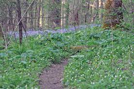 Signed gallery fine art print. Finding Wild Flowers But No Wild Boars On The Smokies Whiteoak Sink Trail The Knoxville Mercury