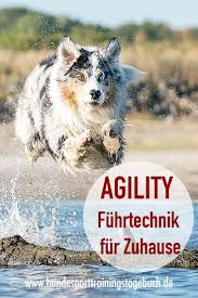 Ich habe mir ein agility set gekauft um neli ein wenig zu bespaßen und wie das aussieht und ob das set etwas taugt, dass seht ihr hier im video. Pin Auf Festliche