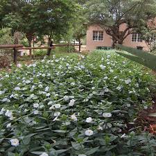 Image result for Thunbergia laborans