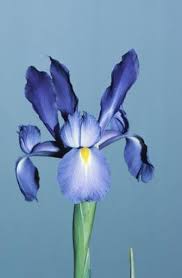 Different Types Of Iris Flowers Iris Flowers Beautiful Flowers Photography Bulbous Plants