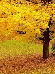 Could You Imagine The Photos I Could Take Here Beautiful Autumn Trees Yellow Tree Autumn Scenery
