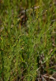 Image result for Schkuhria pinnata