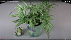 Image result for Pteris cretica