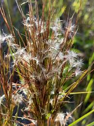 Image result for Schizachyrium brevifolium