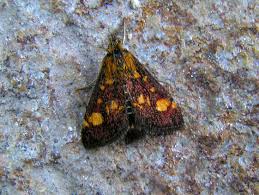 Image result for Pyrausta sanguinalis
