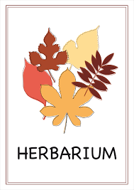 21 luxus vorlage deckblatt bewerbung bild samplevorlage me. Herbarium Deckblatt Pdf Zum Ausdrucken Kribbelbunt