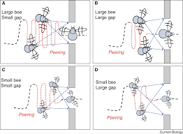 Your Book Review: The Mind Of A Bee - by Scott Alexander
