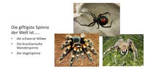 Wir haben gestern bei uns ne sau schnelle spinne gefangen und wissen nicht ob es ne deutsche spinne ist. Rekordquiz Der Tiere Ppt Herunterladen