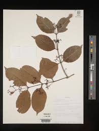 Image result for Gymnosporia maranguensis