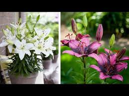 More images for how to plant asiatic lilies » How To Plant Asiatic Lilies Summer Garden Guide Youtube