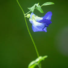 Image result for Clitoria